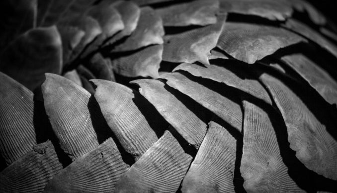 Monochrome close-up of patterned overlapping scale