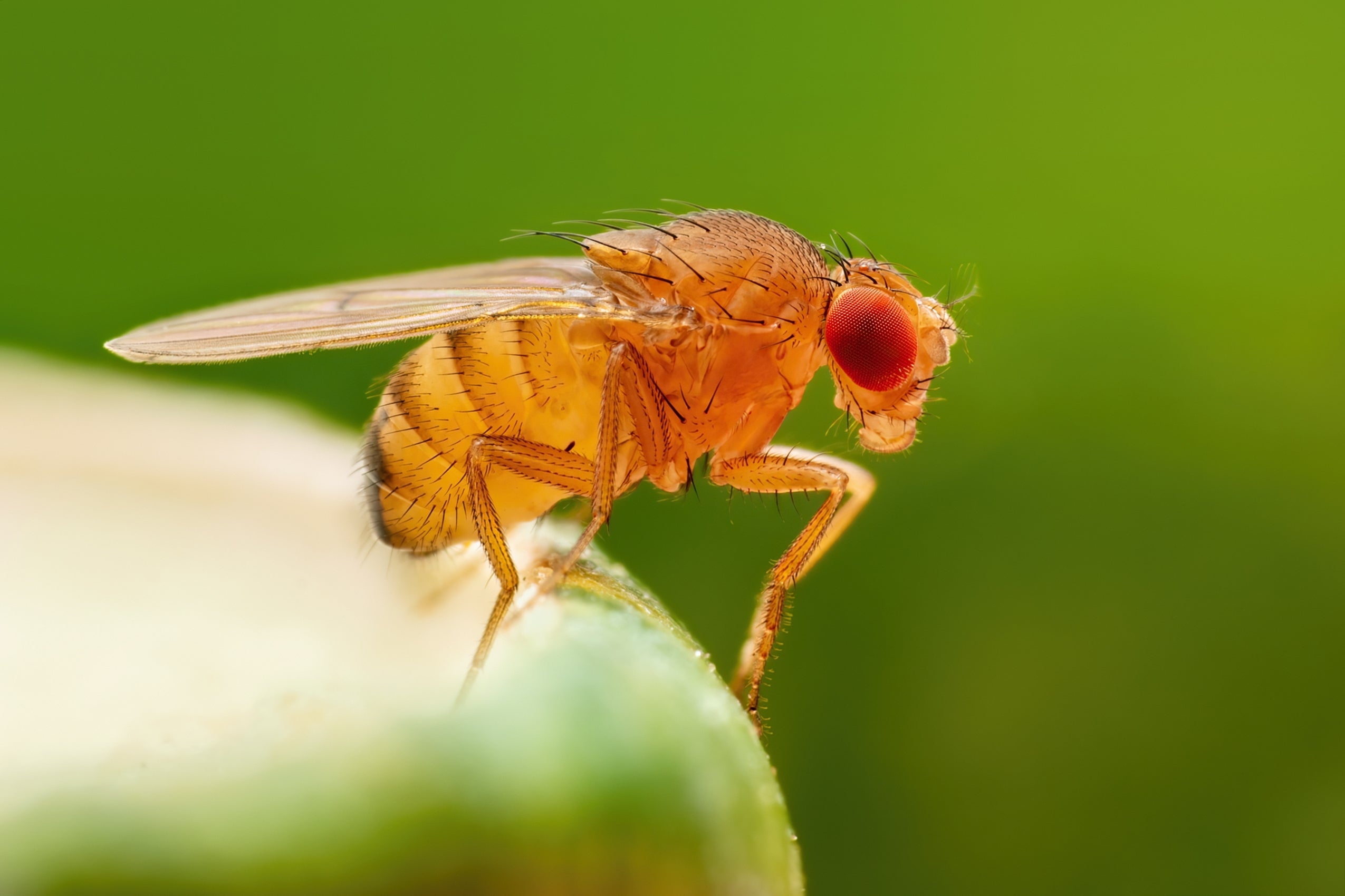 Fruit Fly Fruit Fly
